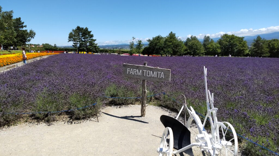 ファーム富田のラベンダー畑