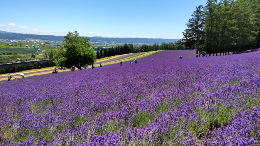 ファーム富田のラベンダー畑