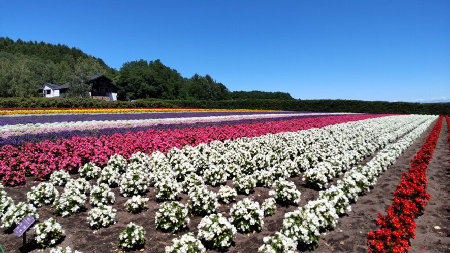 ファーム富田の花畑