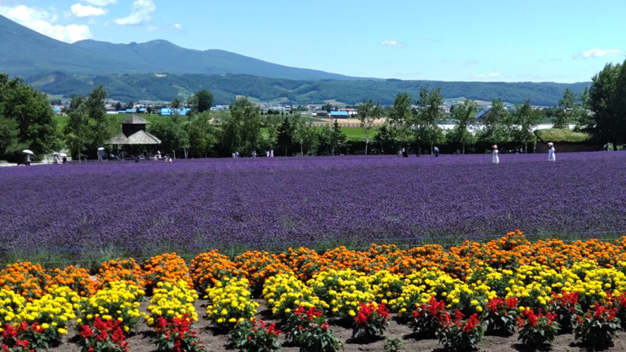 ファーム富田の花畑